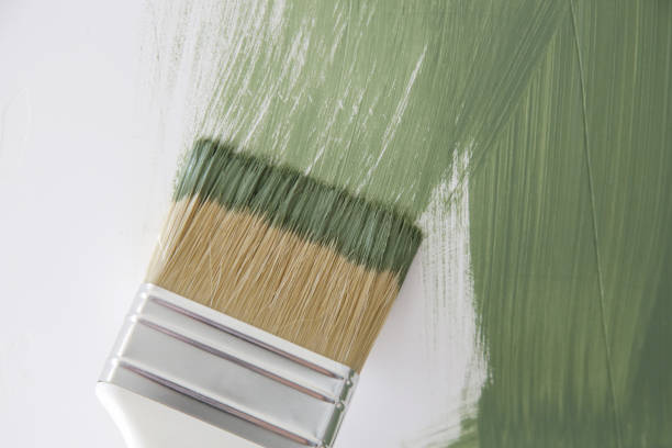 Dassel, MN Mold Removal Company