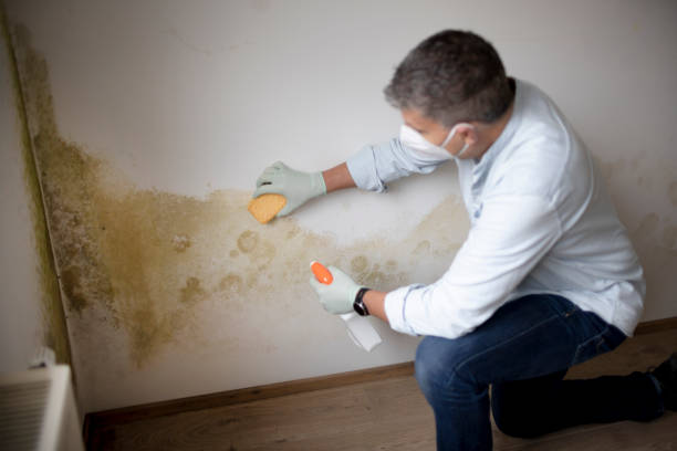 Best Environmental Consulting for Mold Prevention  in Dassel, MN