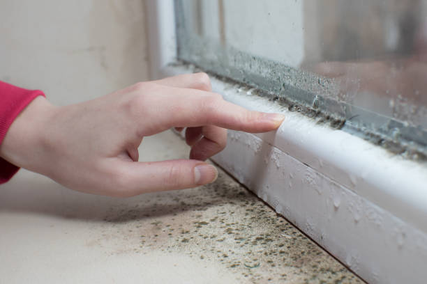 Best Air Quality Testing for Mold Spores  in Dassel, MN