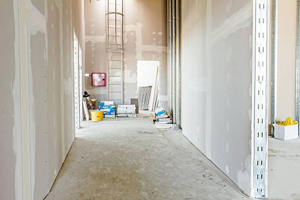 Best Basement Mold Removal  in Dassel, MN